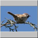 Passer montanus - Feldsperling 08.jpg